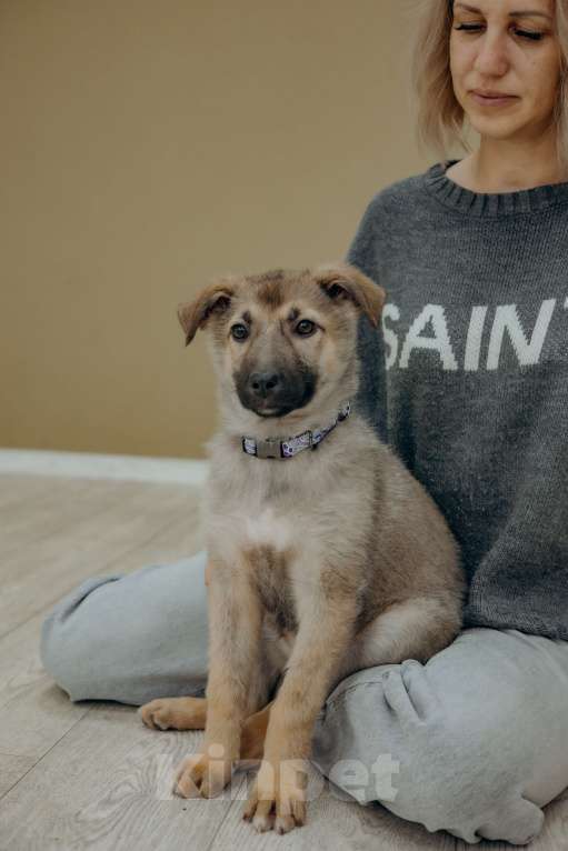 Собаки в Видном: Щенок из приюта ищет дом Девочка, Бесплатно - фото 5