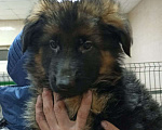 Собаки в Самаре: ЭЛИТНЫЕ ЩЕНКИ от заводчика Девочка, 50 000 руб. - фото 2