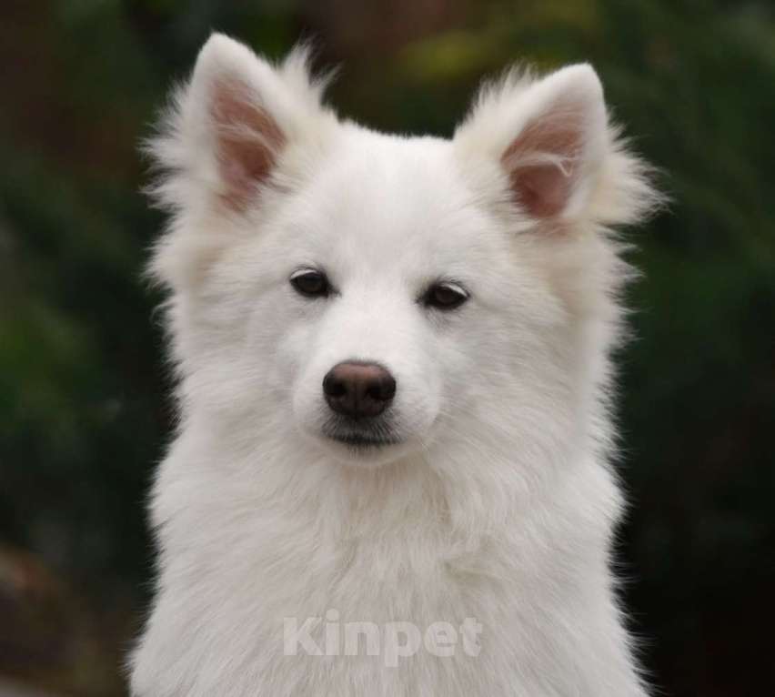 Собаки в Москве: Ненецкая оленегонная лайка, кобель Амур. Мальчик, 60 000 руб. - фото 1