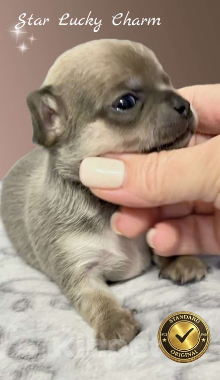 Собаки в Сочи: Девочка чихуахуа  Девочка, Бесплатно - фото 1