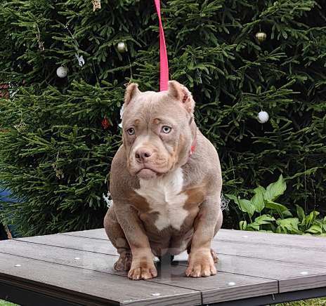 Собаки в Москве: Девочка мини покет. Амбулли. Девочка, 80 000 руб. - фото 4