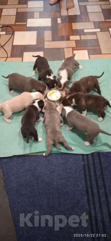 Собаки в Нижнем Новгороде: Щенки американского стаффордширского терьера Мальчик, 20 000 руб. - фото 3