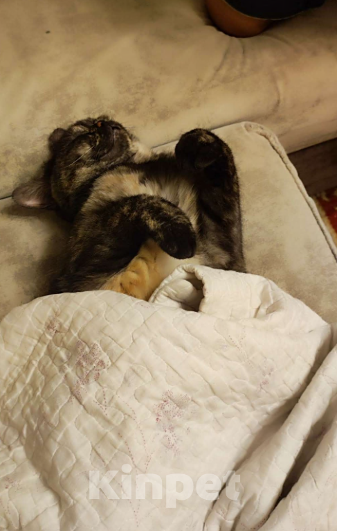 Кошки в Красноярске: Шотландская кошечка прямоухая короткошёрстная  Девочка, Бесплатно - фото 2