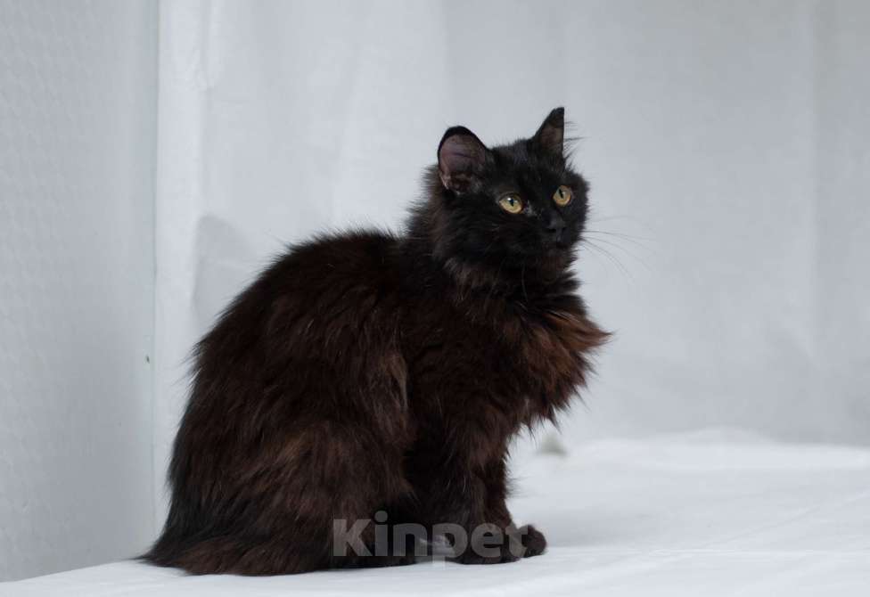 Кошки в Ногинске: Самая ласковая кошечка Матильда в поиске дома Девочка, Бесплатно - фото 7