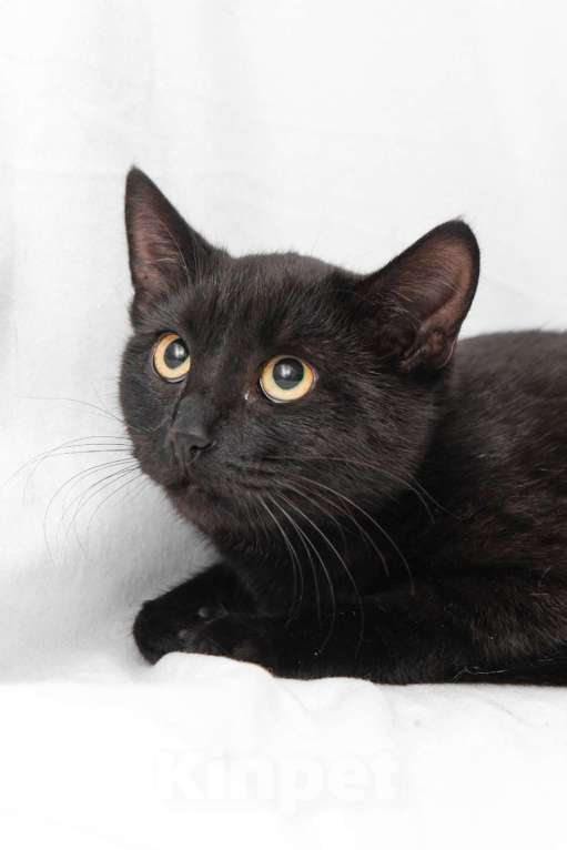 Кошки в Москве: Норка, изящный котенок Девочка, Бесплатно - фото 2