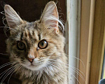 Кошки в Москве: Умная, ласковая, компанейская - котейка мечты Девочка, Бесплатно - фото 3