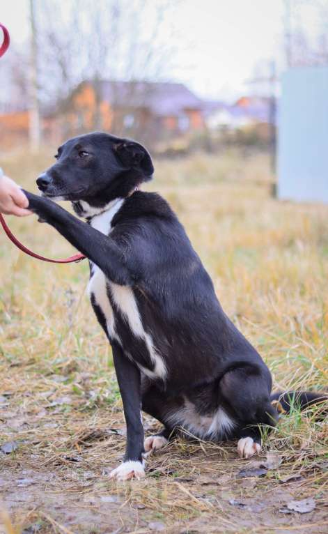 Собаки в Москве:  Джесси нужен дом  Девочка, Бесплатно - фото 4