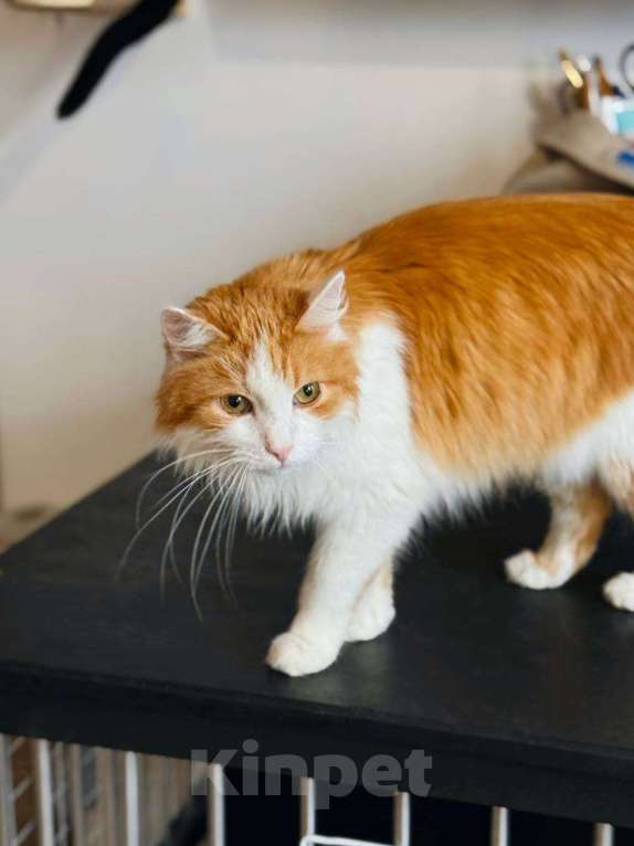 Кошки в Балашихе: Чипс Мальчик, Бесплатно - фото 4