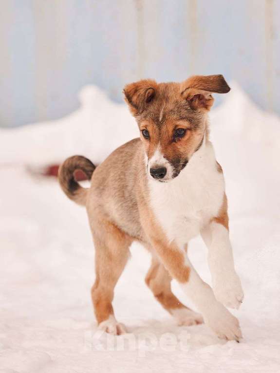 Собаки в других городах Московской области: Торрес якутенок Мальчик, Бесплатно - фото 2