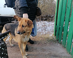 Собаки в других городах Московской области: Найден пёсик  Мальчик, Бесплатно - фото 1