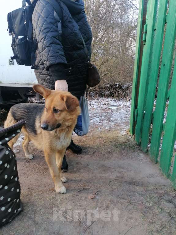 Собаки в других городах Московской области: Найден пёсик  Мальчик, Бесплатно - фото 1