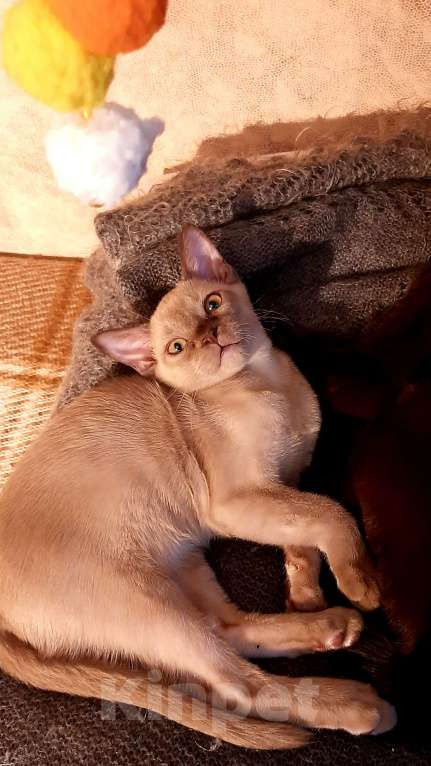 Кошки в Новосибирске: Бурманские котята Девочка, 40 000 руб. - фото 3