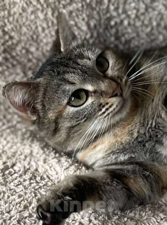 Кошки в Москве: Кошечка живет одна без воды и света Девочка, Бесплатно - фото 3