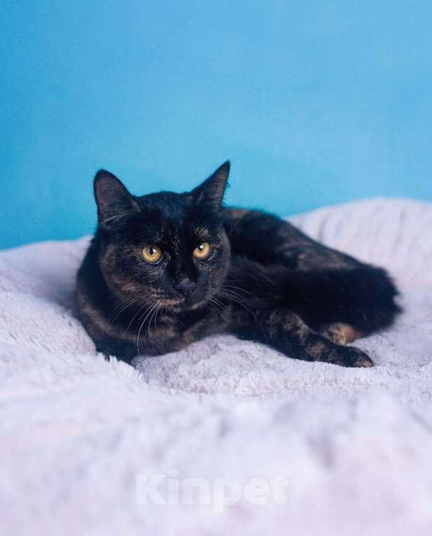 Кошки в Москве: Котеное Ксения ищет дом  Девочка, Бесплатно - фото 3