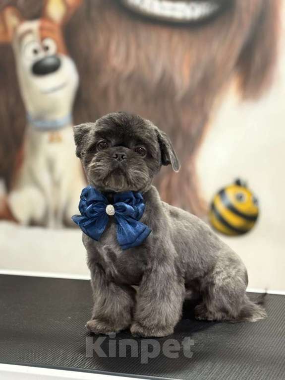 Собаки в других городах Московской области: Вязка ши тцу Мальчик, Бесплатно - фото 2