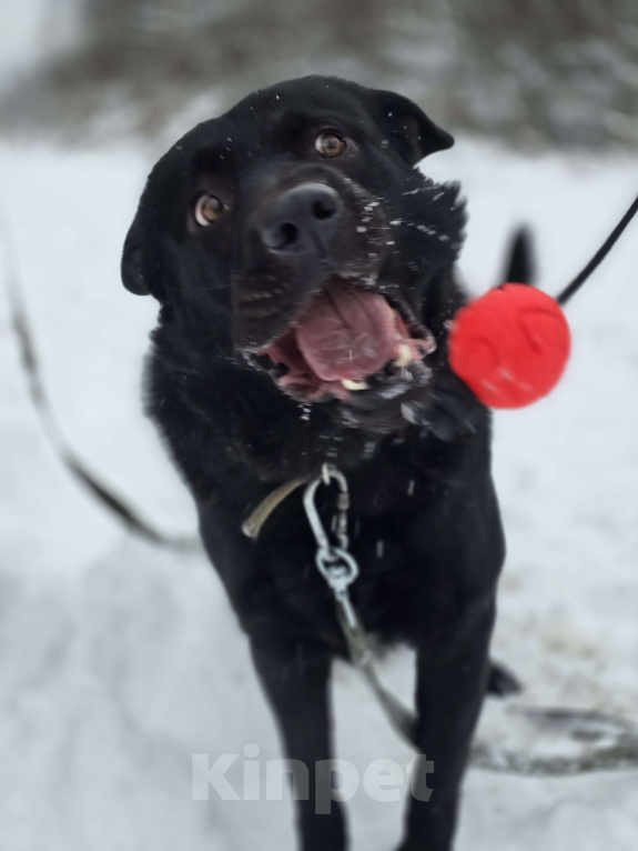 Собаки в Королеве: Обаятельный Чарли, метис лабрадора ищет дом Мальчик, Бесплатно - фото 1