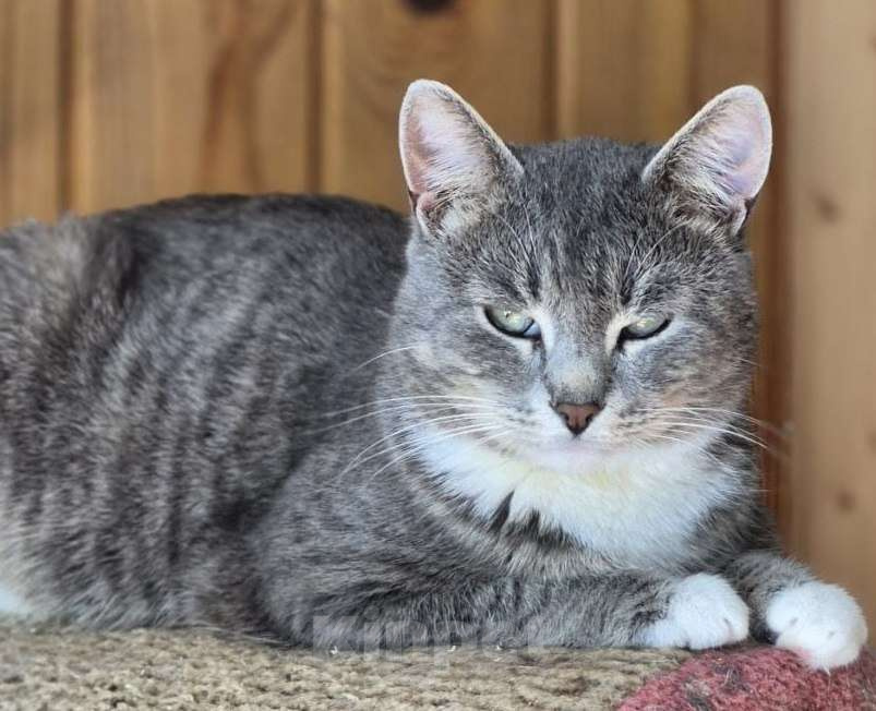 Кошки в Москве: Ищем надежного друга для Тома.  Мальчик, Бесплатно - фото 2