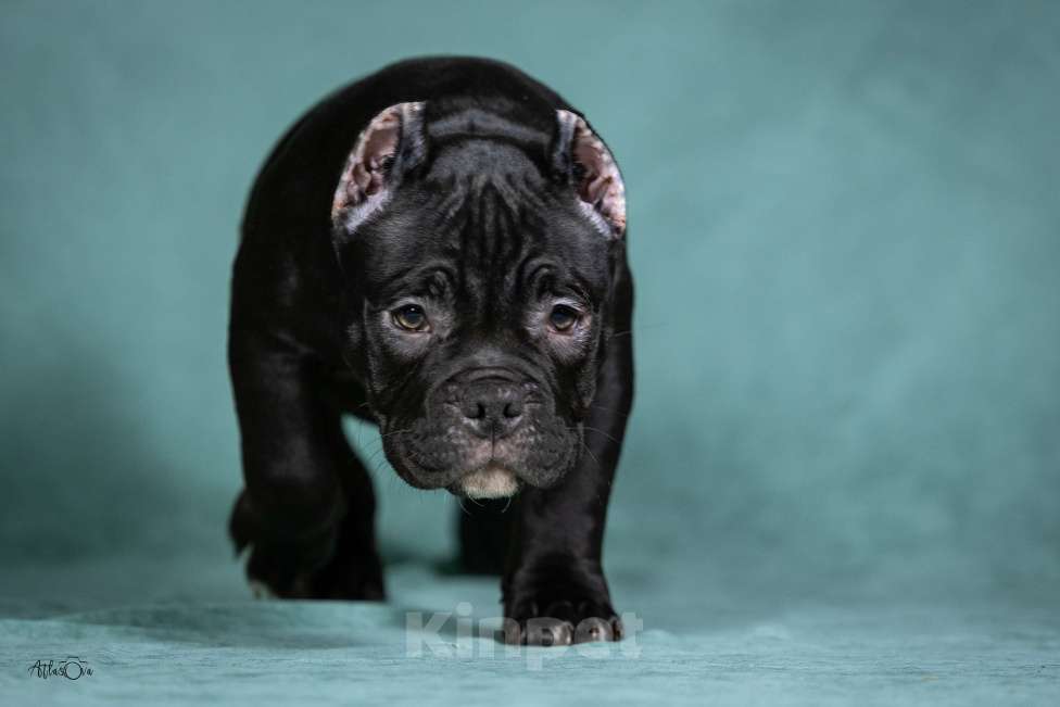 Собаки в Видном: Американский булли, мальчик Тео Мальчик, Бесплатно - фото 3