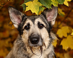 Собаки в Москве: Собака в добрые руки бесплатно в Москве Мальчик, Бесплатно - фото 2