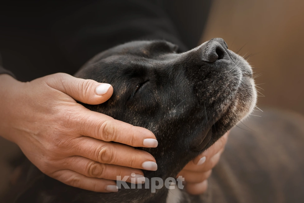 Собаки в Москве: Грозная с наружи, добрая внутри Девочка, Бесплатно - фото 3