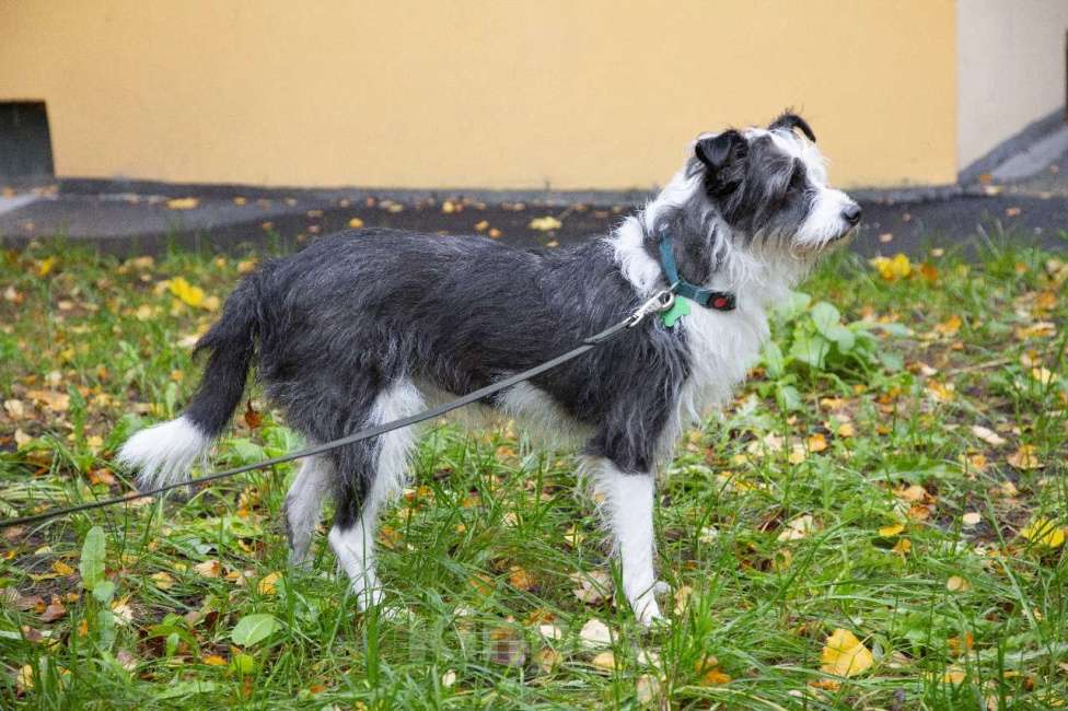 Собаки в Санкт-Петербурге: Собака в добрые руки Девочка, Бесплатно - фото 5