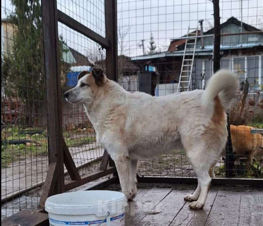 Собаки в Москве: Белла срочно ищет дом Девочка, Бесплатно - фото 3