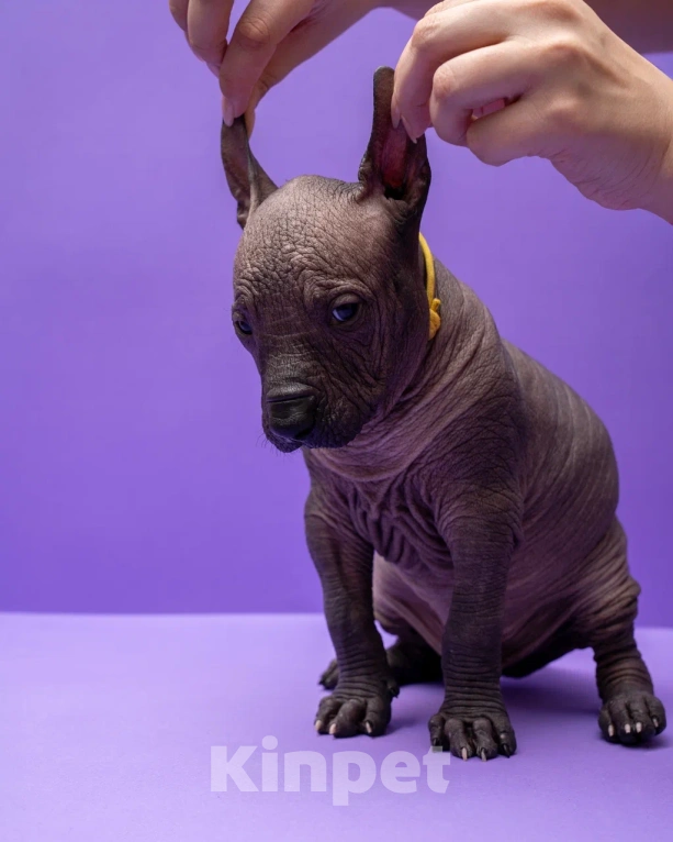 Собаки в Санкт-Петербурге: Ксолоитцкуинтли стандартный щенок  Мальчик, Бесплатно - фото 3