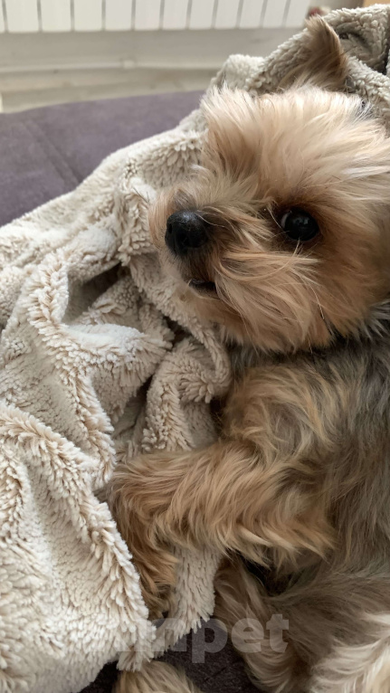 Собаки в Воронеже: Бимо,я ищу тебя ! Мальчик, 5 000 руб. - фото 4