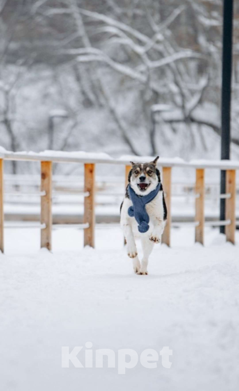 Собаки в других городах Московской области: Сладкий пирожок заждался свою семью Мальчик, Бесплатно - фото 9