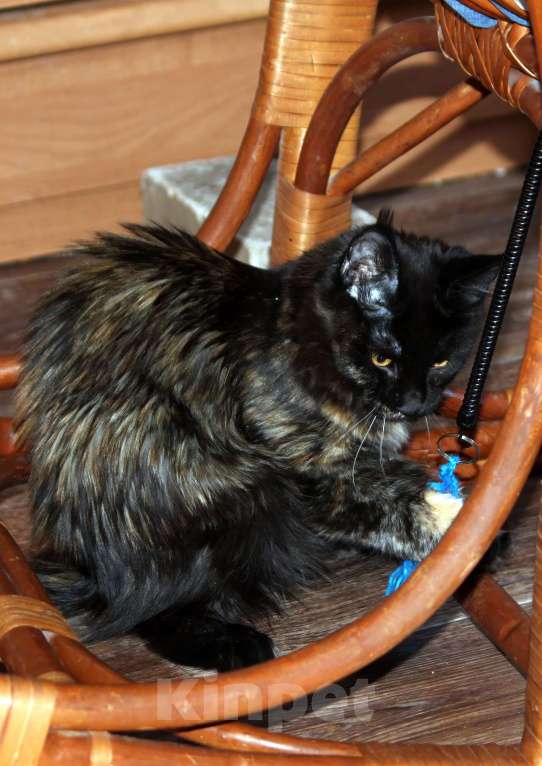 Кошки в Нижнем Новгороде: Девочка мейнкун  Девочка, 15 000 руб. - фото 2