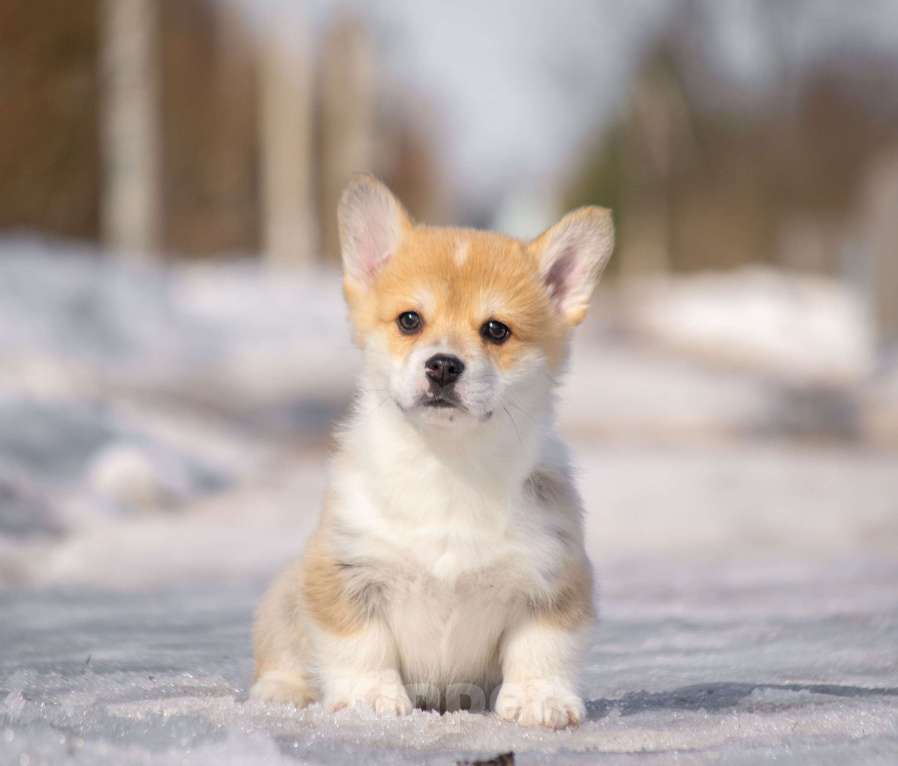 Собаки в Вологде: Щенки Вельш корги пемброк. Мальчик, 80 000 руб. - фото 1