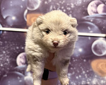 Собаки в других городах Тульской области: Щенок померанского шпица Девочка, 50 000 руб. - фото 2