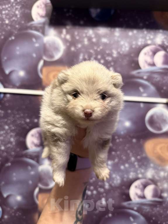 Собаки в других городах Тульской области: Щенок померанского шпица Девочка, 50 000 руб. - фото 2