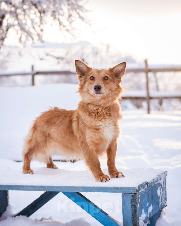 Собаки в Москве: Метис таксы в добрые руки Мальчик, Бесплатно - фото 10