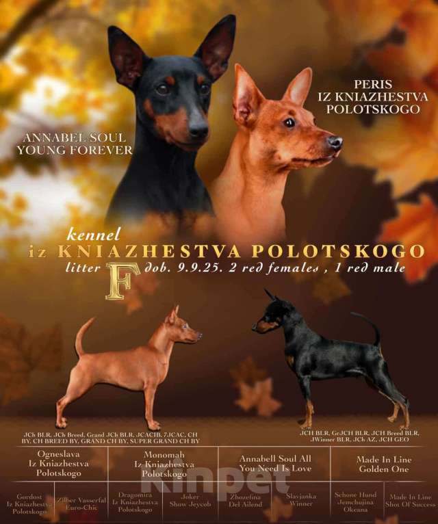 Собаки в Санкт-Петербурге: Щенки цвергпинчера Мальчик, 65 000 руб. - фото 6