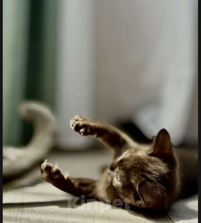 Кошки в Симферополе: Бурманские котята  Мальчик, 60 000 руб. - фото 2