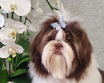 Собаки в других городах Московской области: Подрощенный щенок ши тцу Мальчик, Бесплатно - фото 2