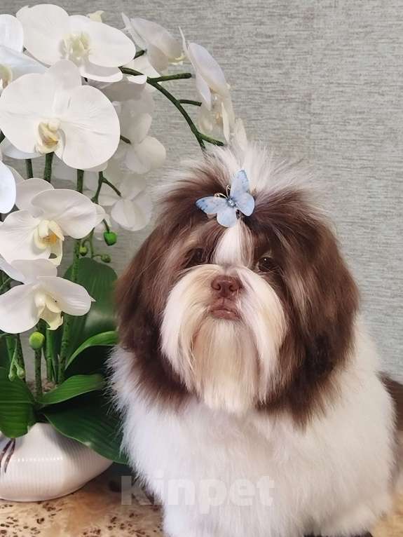 Собаки в других городах Московской области: Подрощенный щенок ши тцу Мальчик, Бесплатно - фото 2