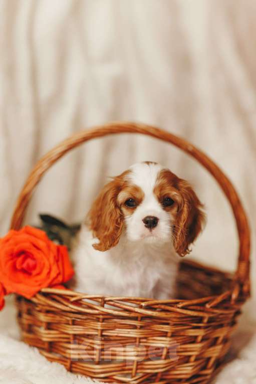 Собаки в Санкт-Петербурге: девочка бленхейм Девочка, Бесплатно - фото 2