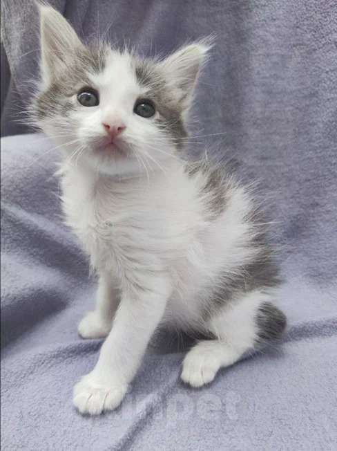 Кошки в Москве: Котенок с ладошку. Облачко ищет дом Мальчик, Бесплатно - фото 3