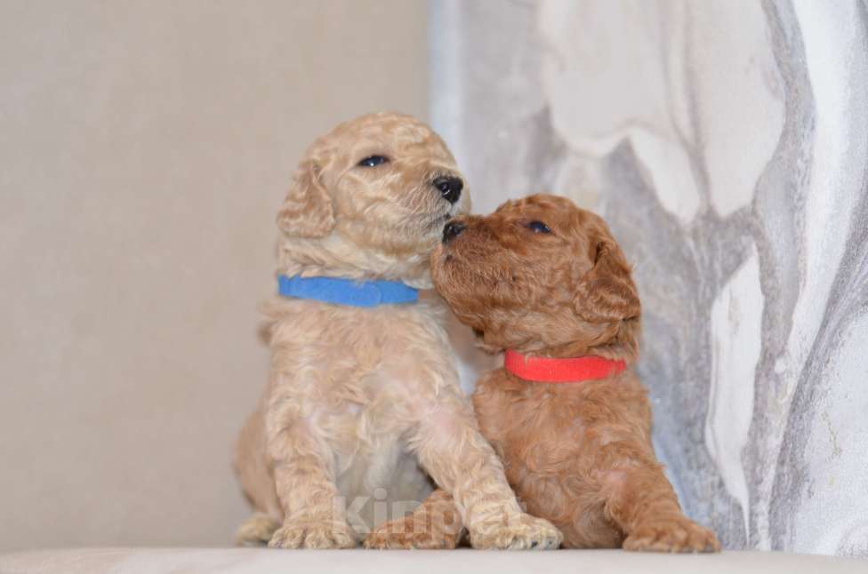 Собаки в Москве: Щенки королевского пуделя Девочка, 65 000 руб. - фото 2