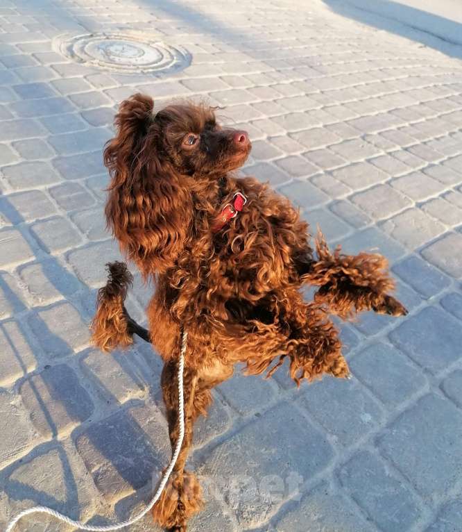 Собаки в Геленджике: Той пудель коричневый мальчик Мальчик, 99 999 руб. - фото 8