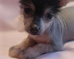 Собаки в Санкт-Петербурге: Голорожденная китайская хохлатая Девочка, 45 000 руб. - фото 1