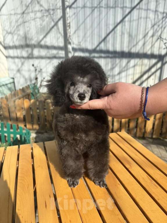 Собаки в Новороссийске: Серая микро той пудель Девочка, Бесплатно - фото 2