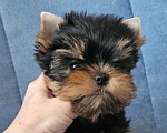 Собаки в Москве: Мальчик йорка Мальчик, 70 000 руб. - фото 2