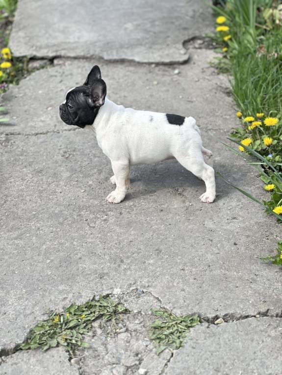 Собаки в Москве: Стандарт ркф и цветные францущы от проф заводчика Девочка, Бесплатно - фото 6