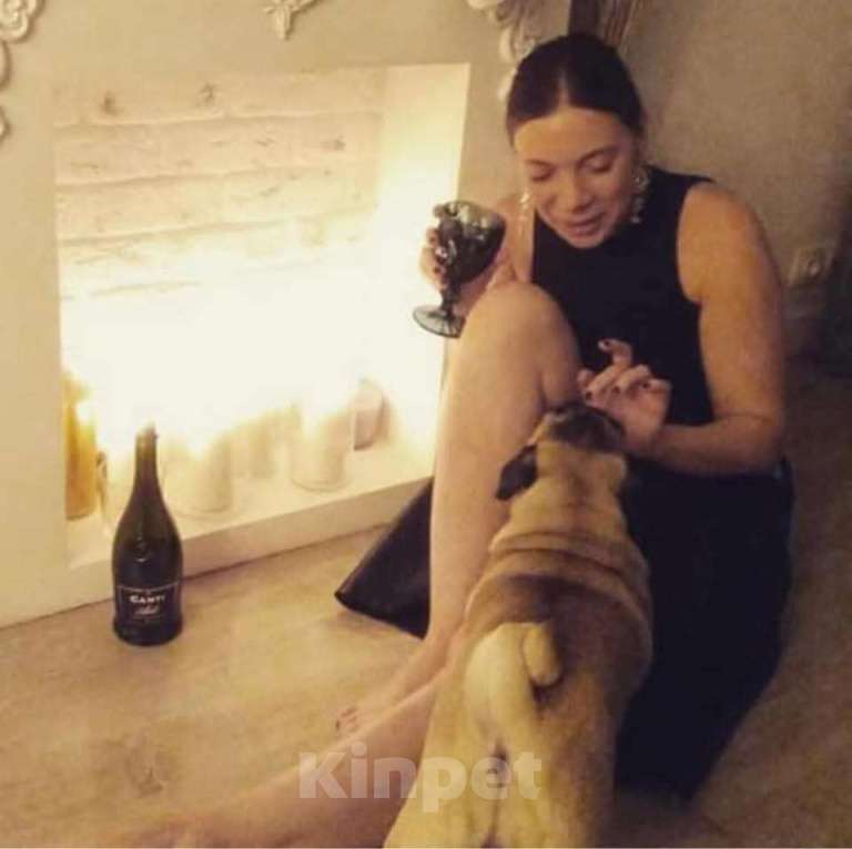 Собаки в Москве: Шери Шанель Девочка, 85 000 руб. - фото 7