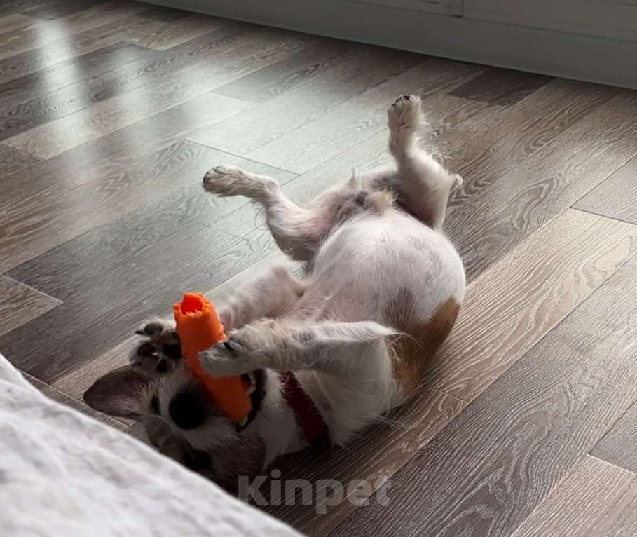 Собаки в Владивостоке: 🐾 В добрые, ответственные руки: пес-компаньон Умка 🐾 Мальчик, Бесплатно - фото 4