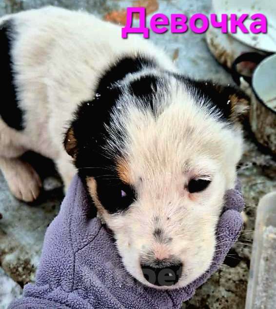 Собаки в Ессентуках: Девочка средняя черно-белая альбинос Девочка, Бесплатно - фото 1