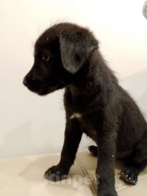 Собаки в Москве: Щенок в добрые руки Мальчик, Бесплатно - фото 3